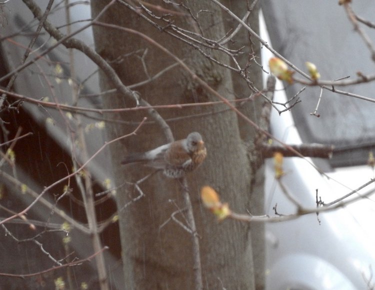 Сойки во дворе — Интересное и необычное: фотоподборки