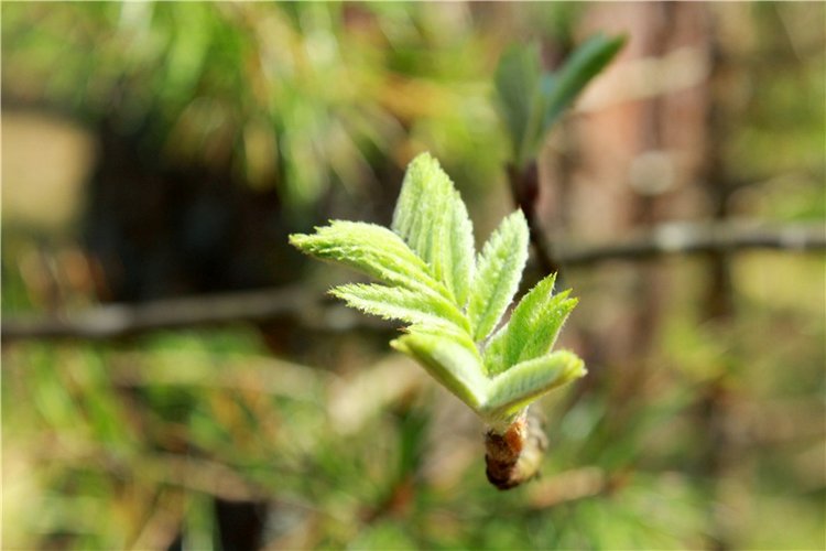 Весенняя Фея. Kyrra Fair Meadow doll | Бэйбики Весенняя Фея. Kyrra Fair Meadow doll