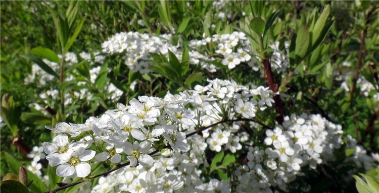 Просто Весна — Красивая природа и цветы: фото пейзажей