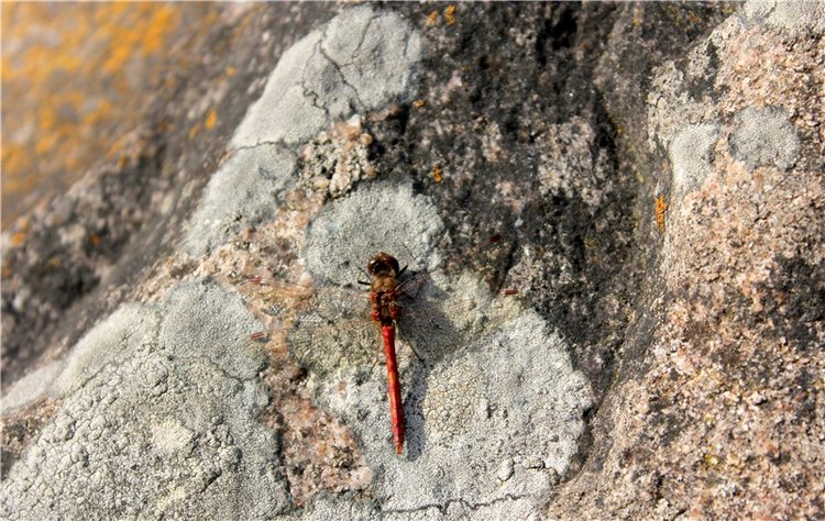 Путешествие Dal Hangry в Грузины