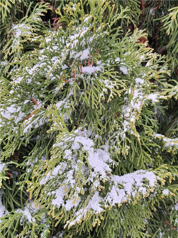 Непогода нынче в моде — Куклы Meadow dolls (Медовушки): BJD (БЖД)