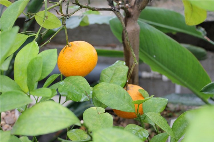 Тверской Ботанический Сад, продолжение | Бэйбики Тверской Ботанический Сад, продолжение