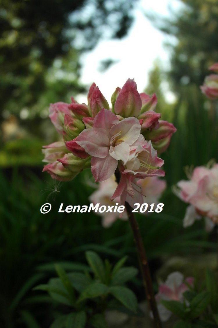 Мои куклы Journey Girls. Сатоми (Келли) 2012 (фото 3)