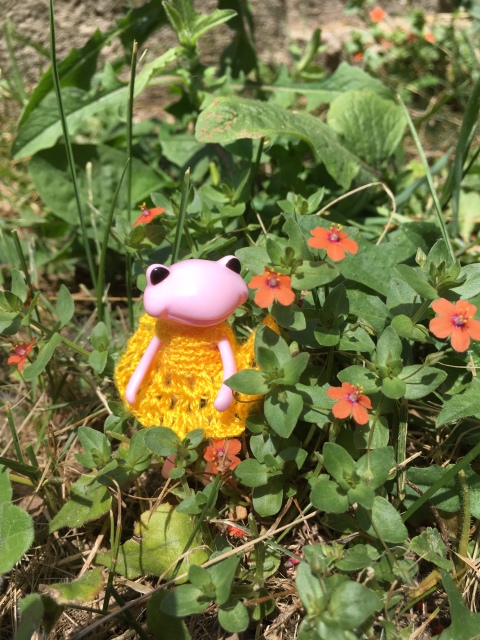 Таша Wonderfrog в Черногории (фото 5)