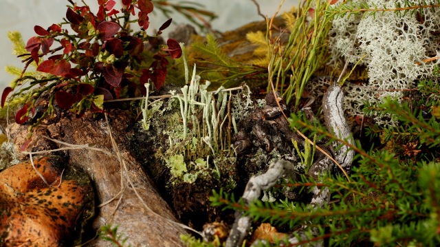 Осенний натюрморт — Другие хобби и увлечения: сад