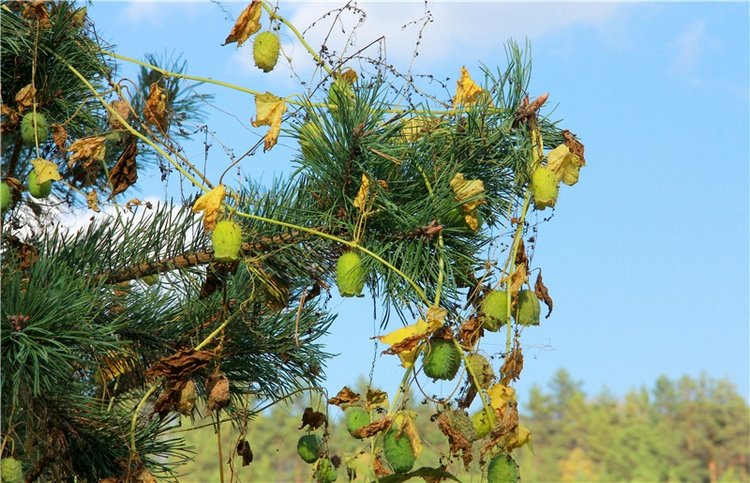 Нийя. Воспоминание об осени, Чукавино, Эко-Лэнд