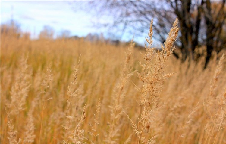 Осеннее путешествие с Мишей. Zwergnase Mischa | Бэйбики Осеннее путешествие с Мишей. Zwergnase Mischa