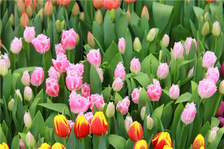 Тюльпановый Рай, продолжение. Выставка тюльпанов в Твери. Mini Layla elf Sunkissed skin от Kaye Wiggs (фото 6)