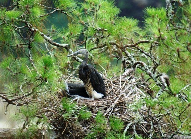 1 апреля — Международный день птиц (фото 8)