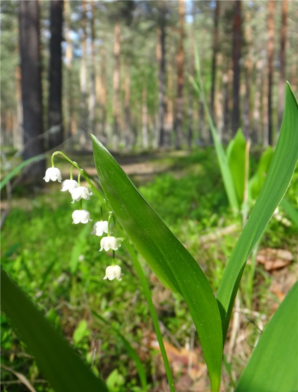 Ландышевая Сказка — Куклы Heidi Plusczok (Хайди/Хейди Плюсчок) — фото