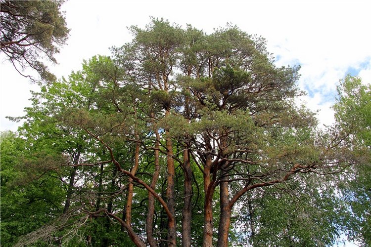 "Троицкие гуляния" в Василёво, 2017 год, продолжение. Архитектурно-этнографический музей под открытым небом "Василёво"