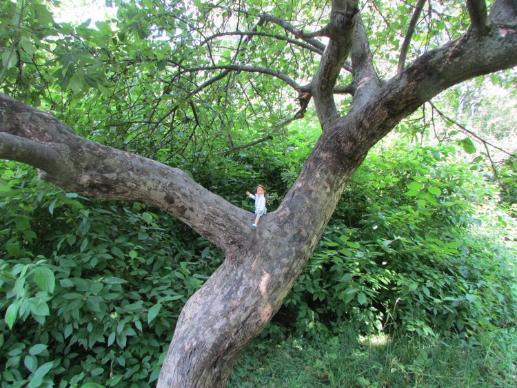 Малышня на прогулке в Бирюлёвском дендропарке