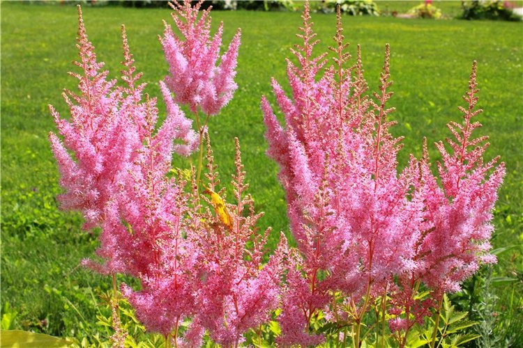 Любимая Старица. Свято-Успенский мужской монастырь