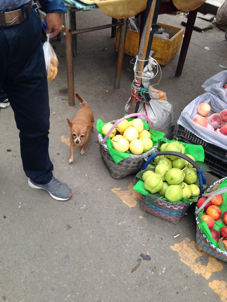 Прогулка по Китаю-2 (обзор цен на игрушки, животных, шмотки, еду)