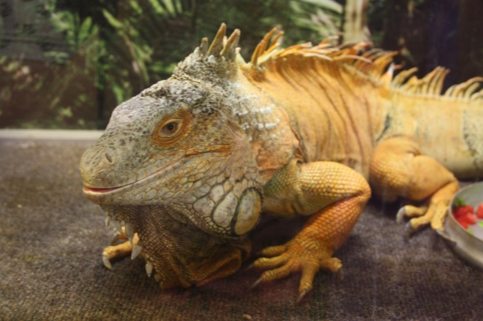 Псков. Эколого-биологический центр. Часть 1