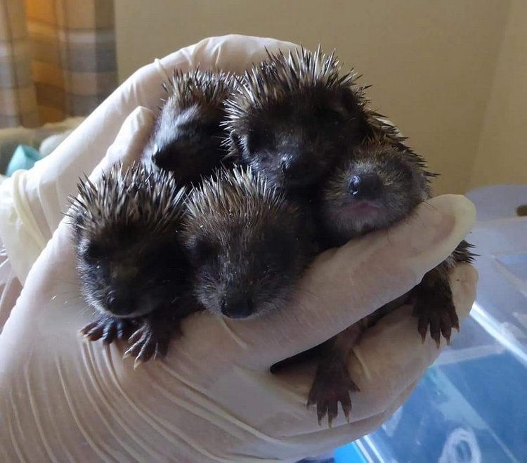 Любительские фотографии Ежей (выпуск 1) | Бэйбики Любительские фотографии Ежей (выпуск 1)