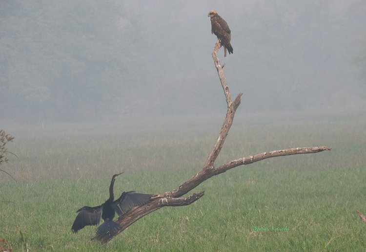 Любителям природы - профессиональные фотографии (выпуск 4)