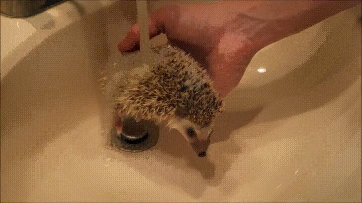 Любительские фотографии Ежей (выпуск 1) | Бэйбики Любительские фотографии Ежей (выпуск 1)