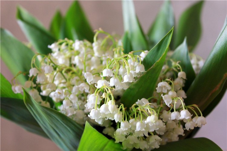 Ландыши в Январе — Куклы Meadow dolls (Медовушки): BJD (БЖД) (фото 7)