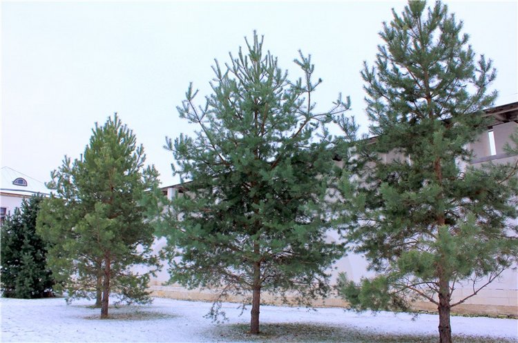 Рождественская Старица — Туризм и путешествия: фотоотчеты из поездок