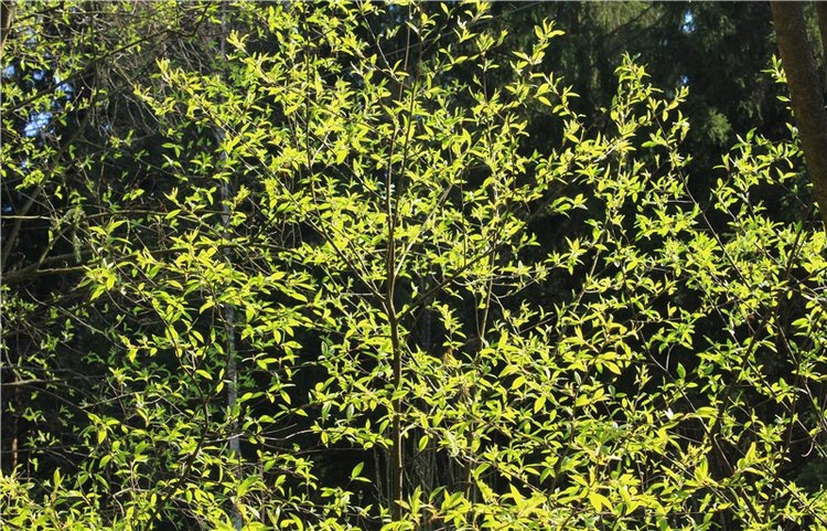 Савватьева Пустынь, Тверская область