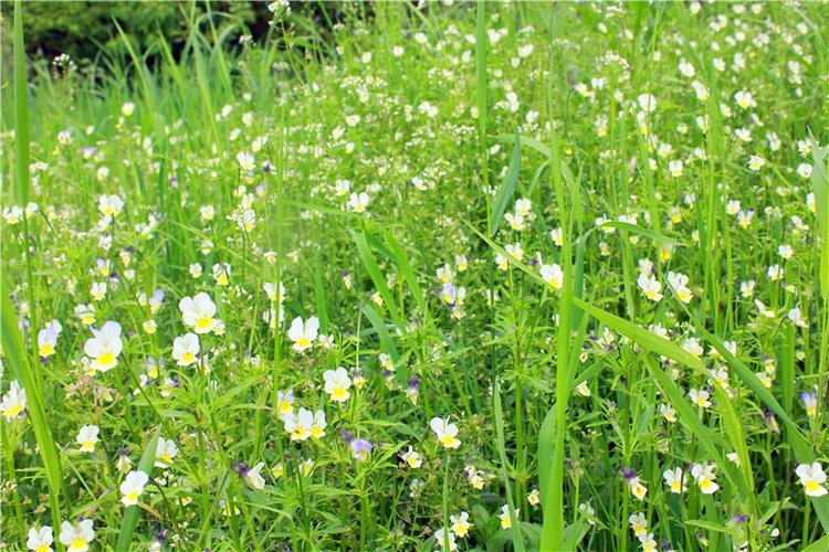 Солнечное поле. Twinkles Ella Chocolate