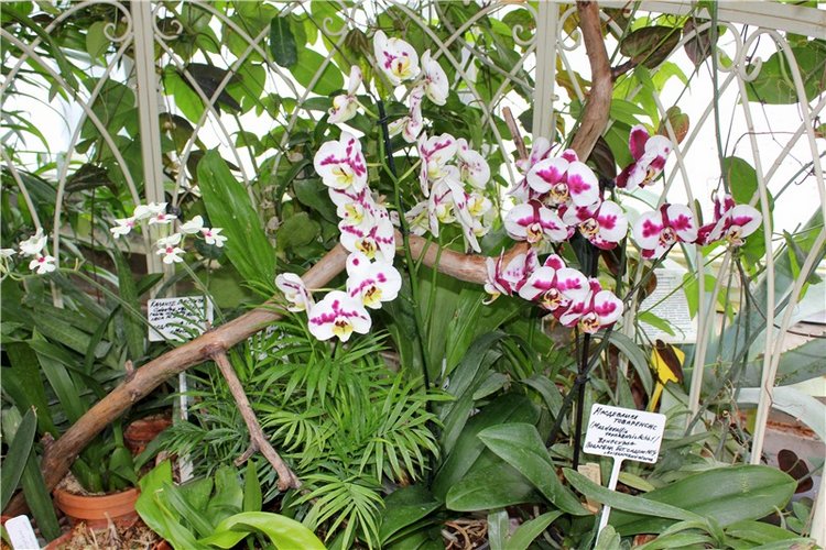 Тверской Ботанический Сад, продолжение | Бэйбики Тверской Ботанический Сад, продолжение