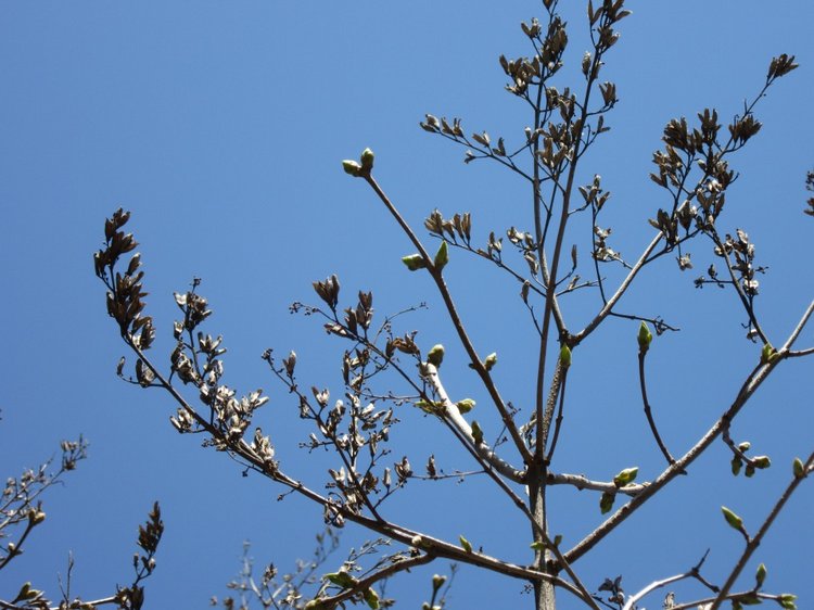 Пробуждение весны — Куклы Takara Tomy (Такара): Licca (Ликка)