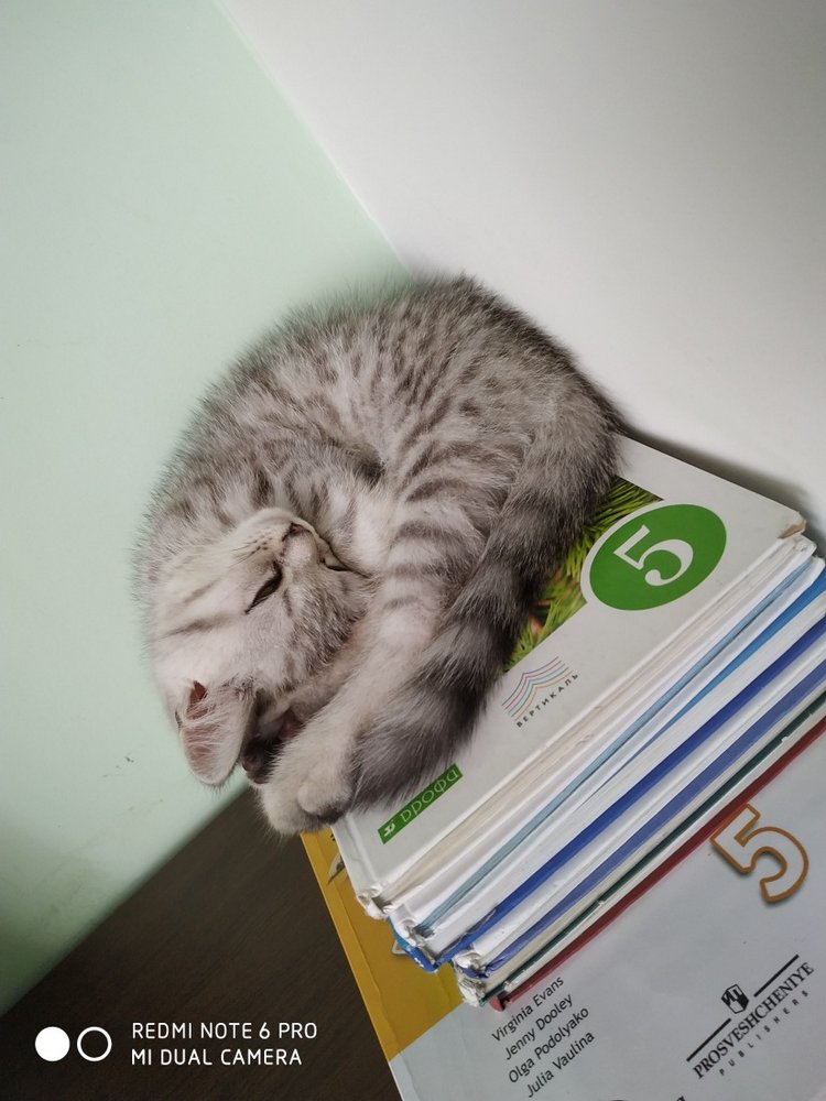 Гостей с такими подарками надо гнать поганой метлой! Или не надо (фото 9)