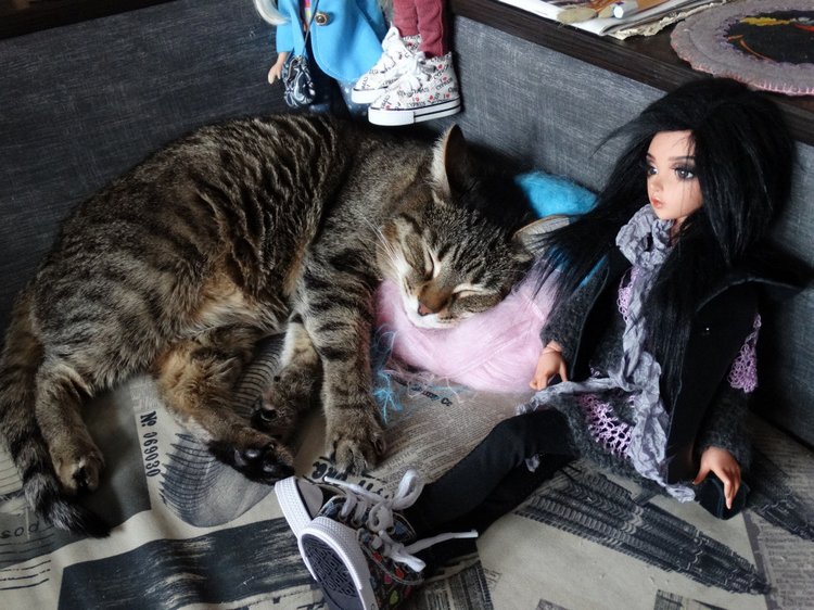 Кото-фото — В мире животных: смешные фото питомцев и зверей