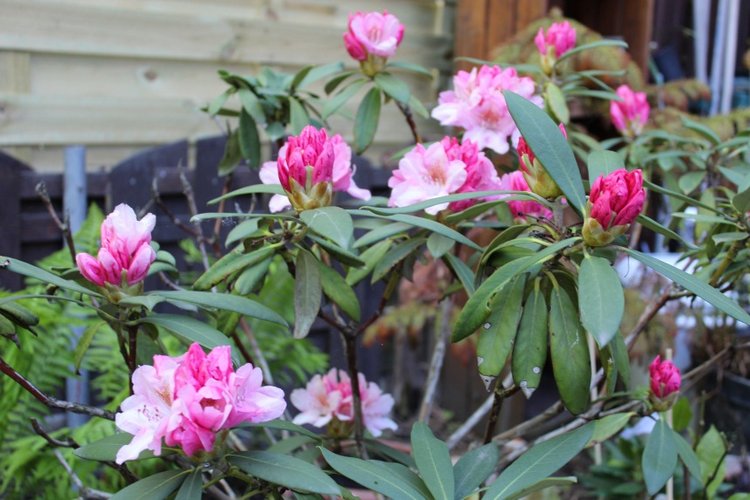 Sonja гуляет в саду. Коллекционная кукла от Helen Kish (фото 4)