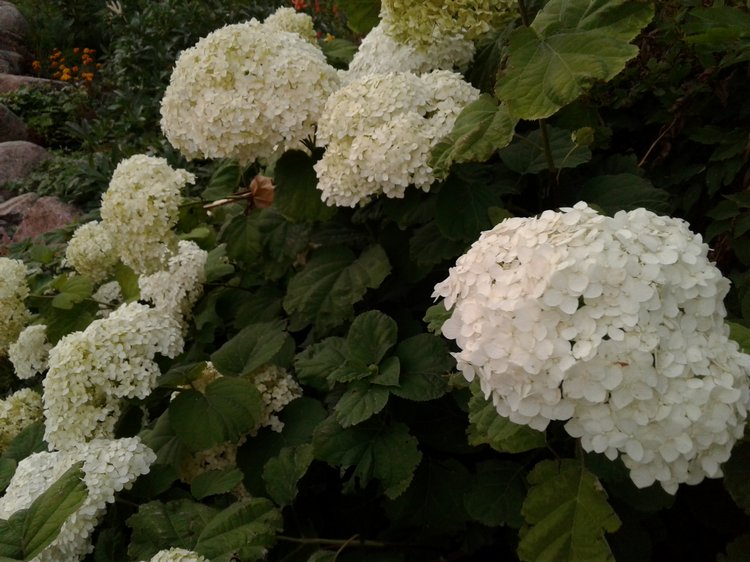 Прогулка... или свидание?! Центральный парк и цветы