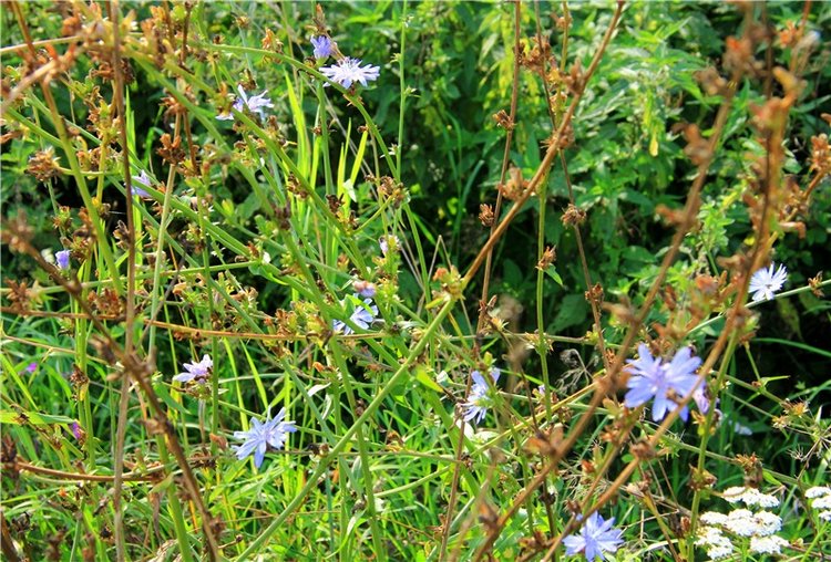 Старицкая Швейцария. Путешествие с Сашей, продолжение. Уникальная кукла от Сильвии Наттерер