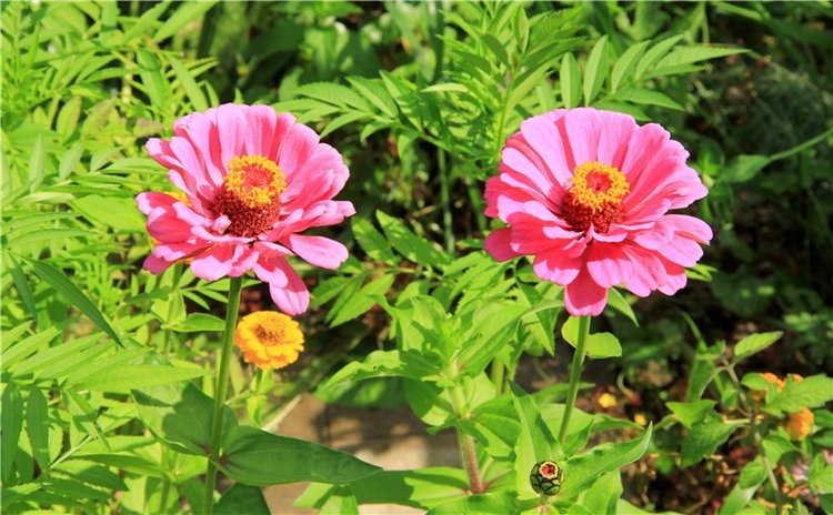 Августовская прогулка в Берново. Zwergnase Mischa