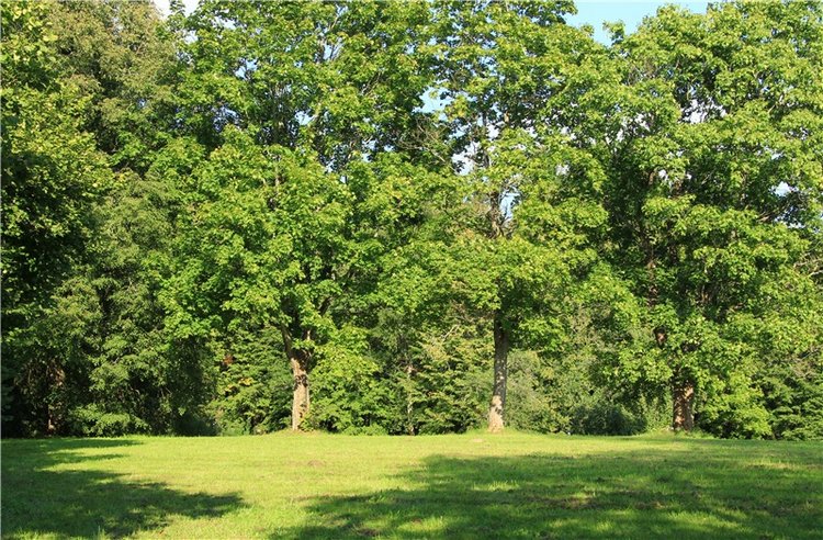 Августовская прогулка в Берново. Zwergnase Mischa