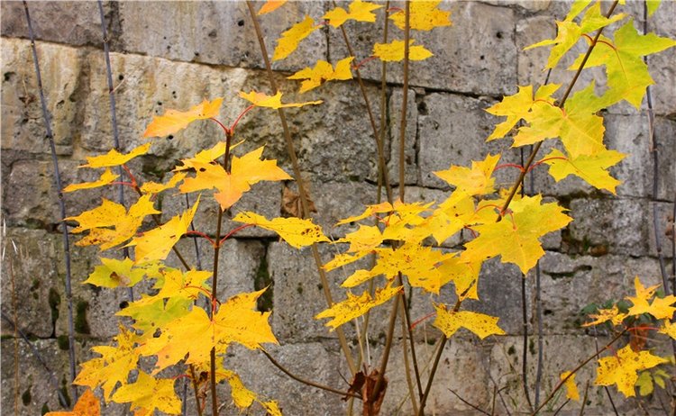 Осеннее путешествие с Мишей. Zwergnase Mischa | Бэйбики Осеннее путешествие с Мишей. Zwergnase Mischa (фото 5)