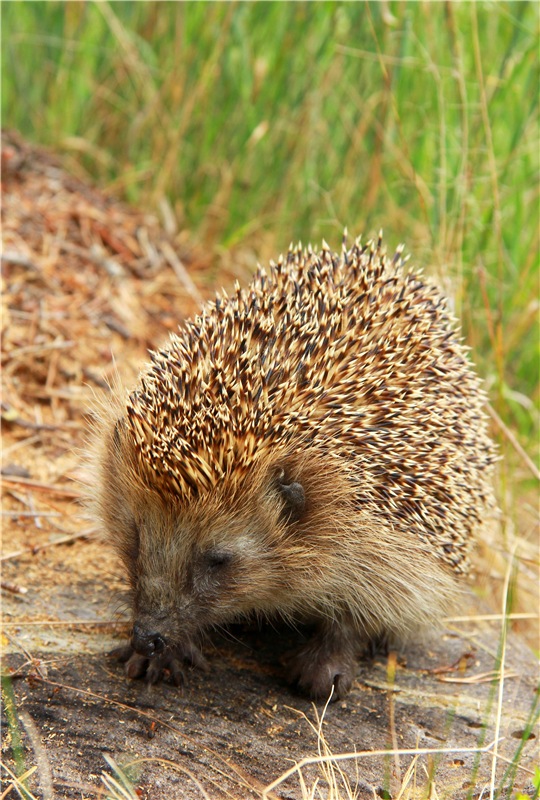 Девочка и Ёжик. Minifee Miyu FairlyLand | Бэйбики Девочка и Ёжик. Minifee Miyu FairlyLand