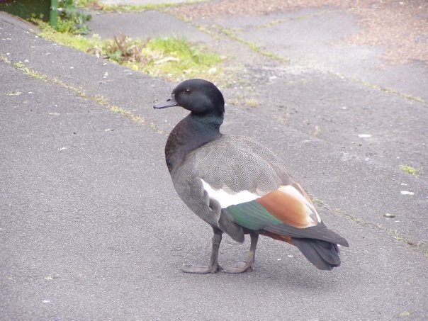 Увлекательное путешествие по Новой Зеландии