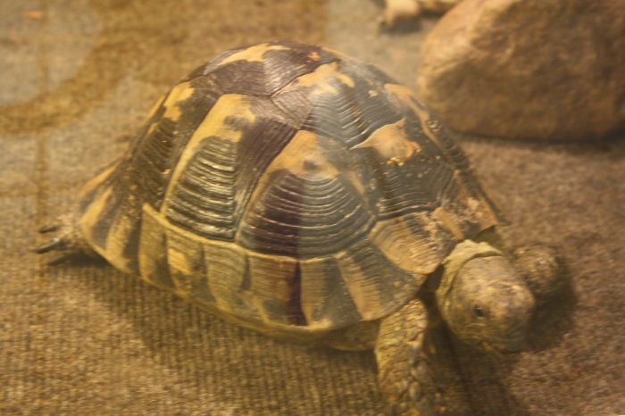 Псков. Эколого-биологический центр. Часть 1