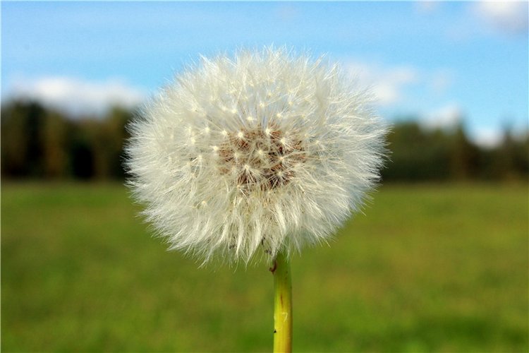 Странница во времени — Антикварные куклы Simon & Halbig (S&H): Симон Хальбиг