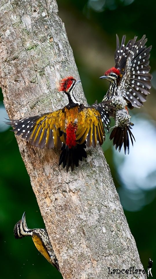 Любителям природы - профессиональные фотографии (выпуск 4)