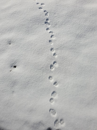 Прогулка с Питиной — Коллекционные куклы разных авторов (Разное): редкие бренды (фото 2)