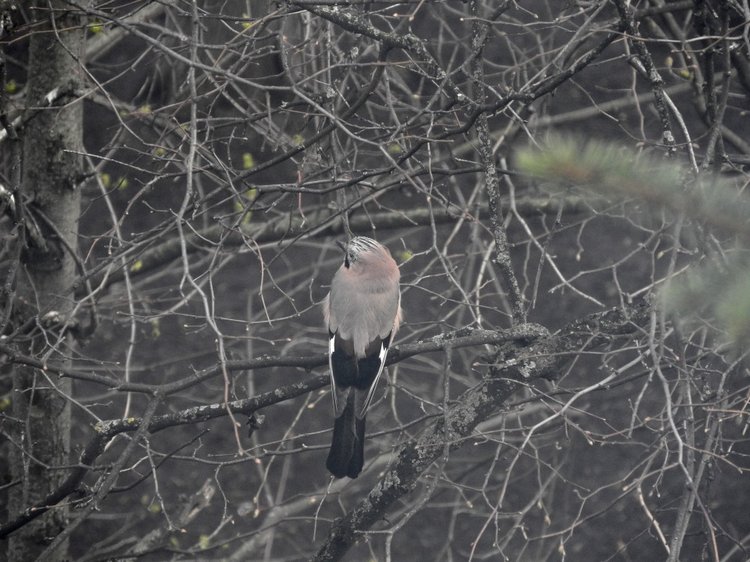 Сойки во дворе — Интересное и необычное: фотоподборки