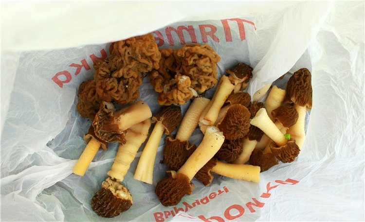 Путешествие Софи в Старицу. Lati HoneyBee New Mystic Sophie