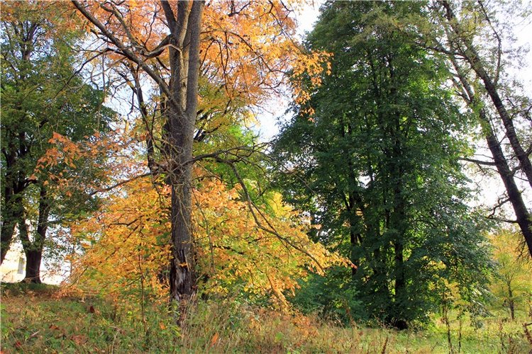 Путешествие Dal Hangry в Грузины