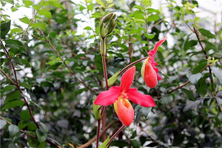 Тверской Ботанический Сад