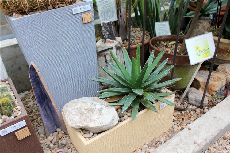 Тверской Ботанический Сад, продолжение | Бэйбики Тверской Ботанический Сад, продолжение