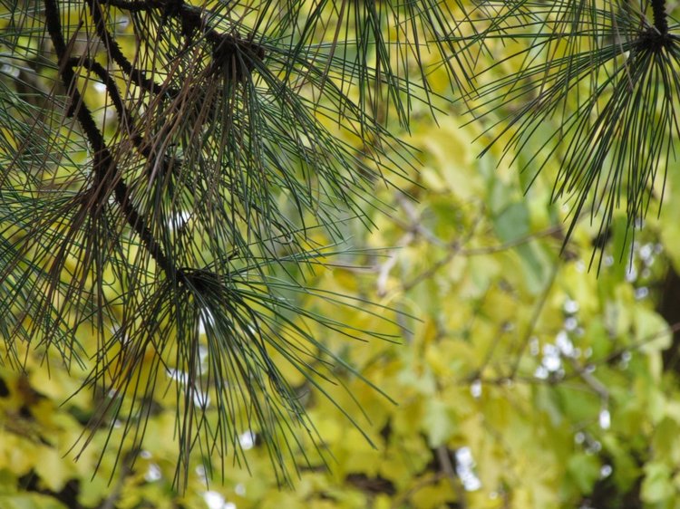 Полная корзинка — Куклы Takara Tomy (Такара): Licca (Ликка) (фото 3)