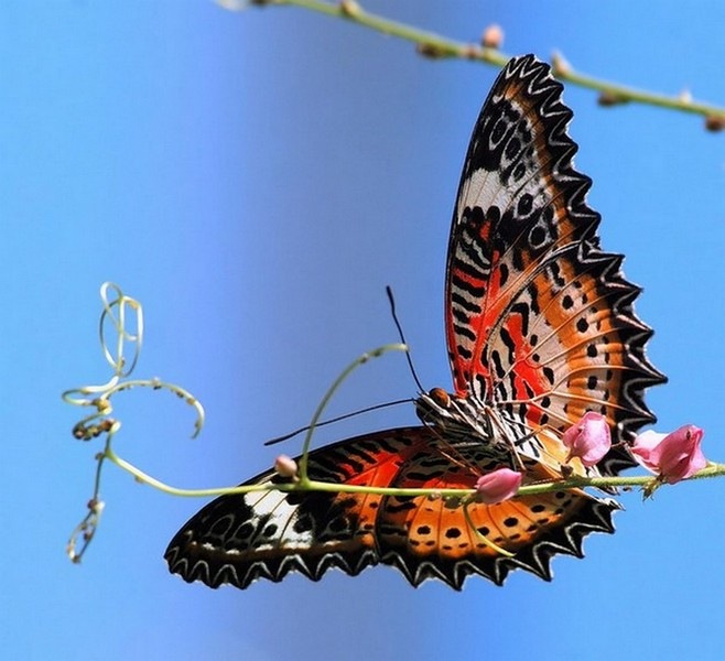 На лесной полянке чудо - на цветочках бантики. Это бабочки расселись, как цветные фантики