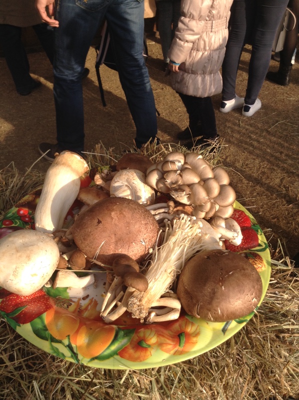 Аптекарский огород сегодня. ч.5. Грибной фестиваль